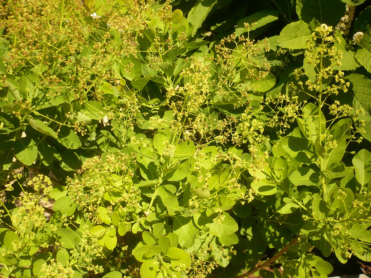 Cotinus coggygria (Anacardiaceae)